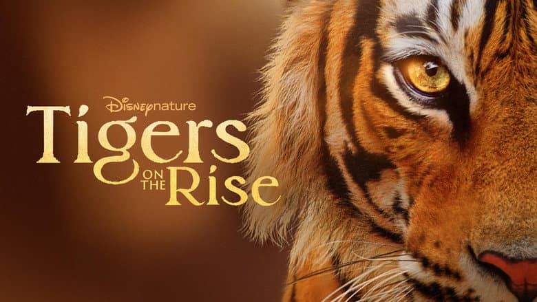 Tigers on the Rise still