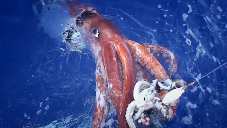Hunt For The Giant Squid still