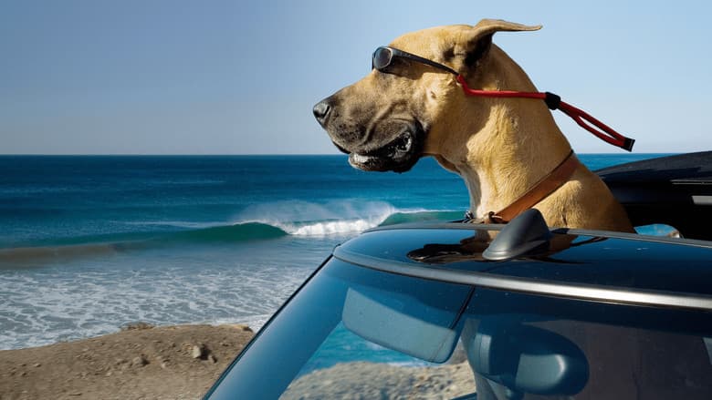 Marmaduke still