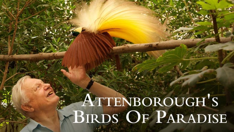Attenborough's Paradise Birds still