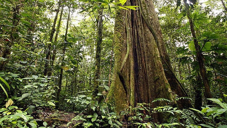 Secret Life of the Rainforest still