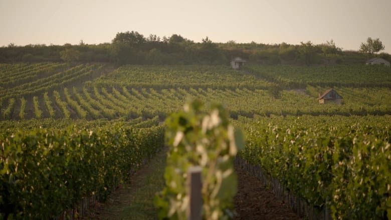 Liquid Gold: In Quest of the Aszu of Tokaj still
