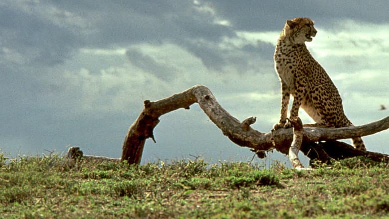 Cheetah still