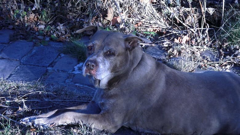 Dog Movie still