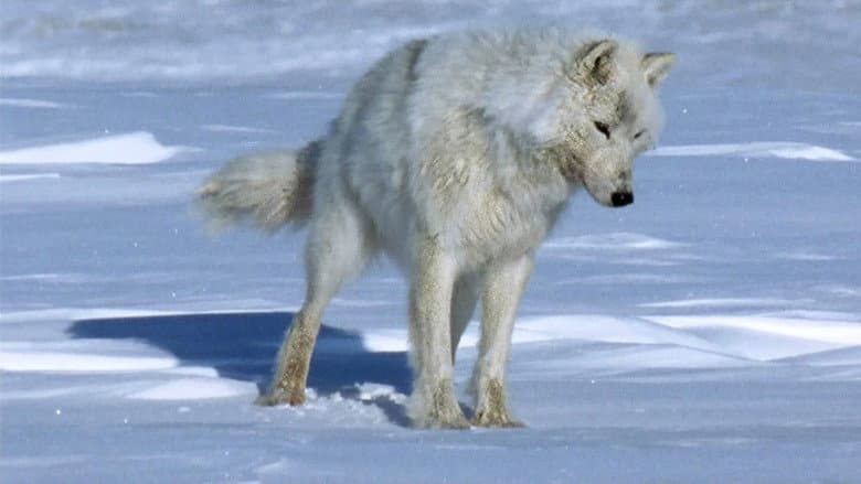 The White Planet still