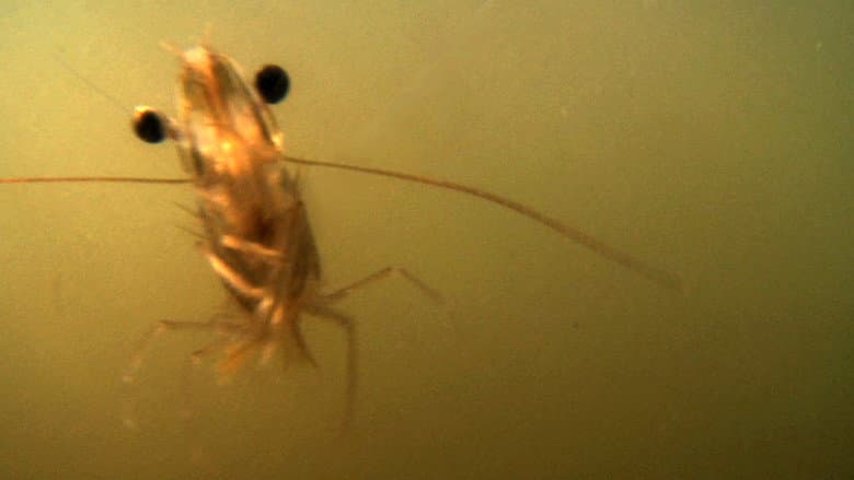 The Shrimp still