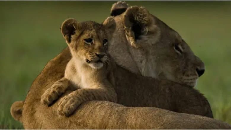 The Last Lions still