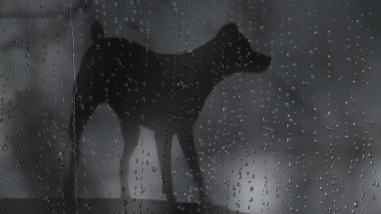 Heart of a Dog still