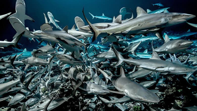 700 Sharks still