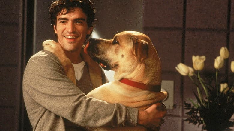 The Truth About Cats & Dogs still
