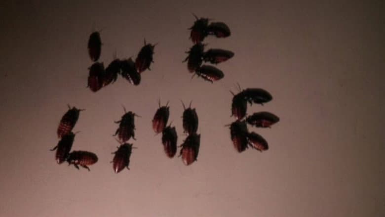 Bug still