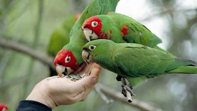 The Wild Parrots of Telegraph Hill still