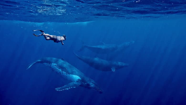 Whales and I still