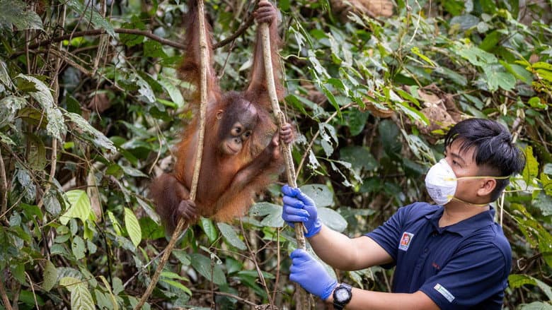 Orang Utans - Keepers of the Jungle still
