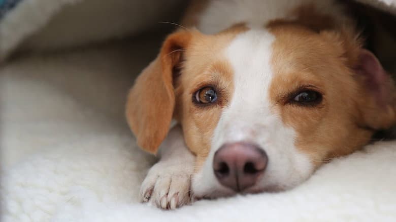 Can Dogs Talk? still