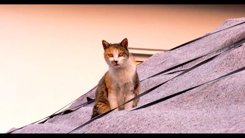 Our Cat still