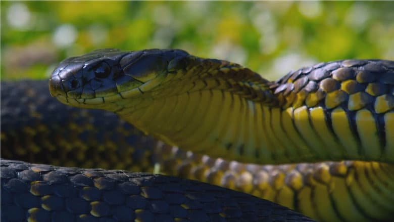 Snake Island: Wild & Deadly still