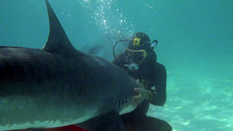 The Shark Hunter still
