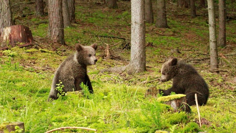 Beary Tales still