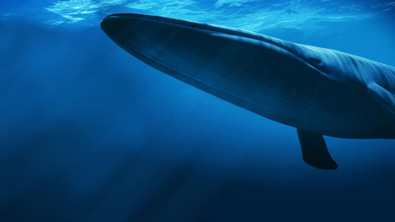 Kingdom of the Blue Whale still