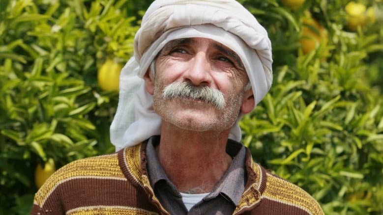 Lemon Tree still