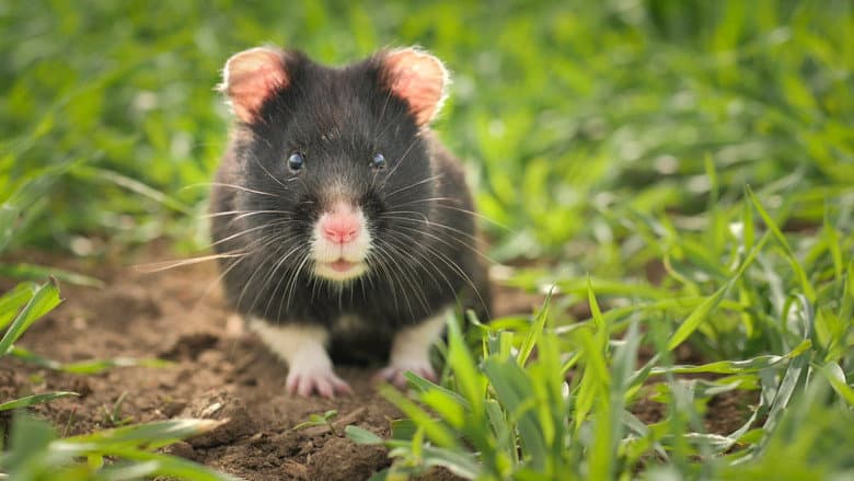 The Last Common Hamsters still