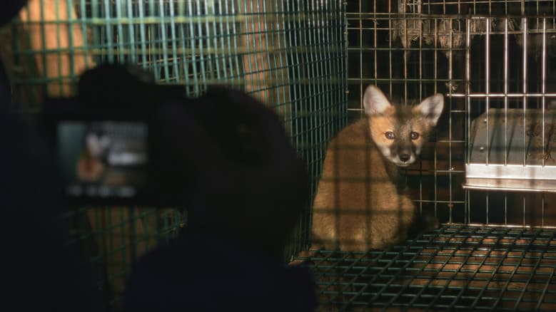 Just Animals still