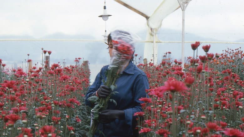 Love, Women and Flowers still
