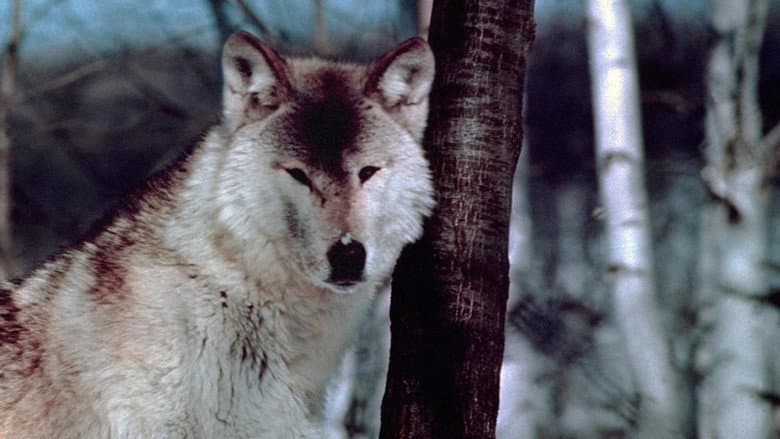 Wolf Pack still