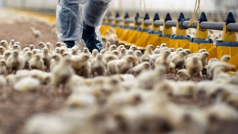 Production Line Animals still