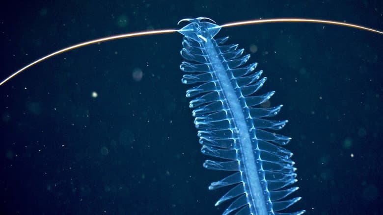 Deep sea exploration : the last frontiers on Earth still
