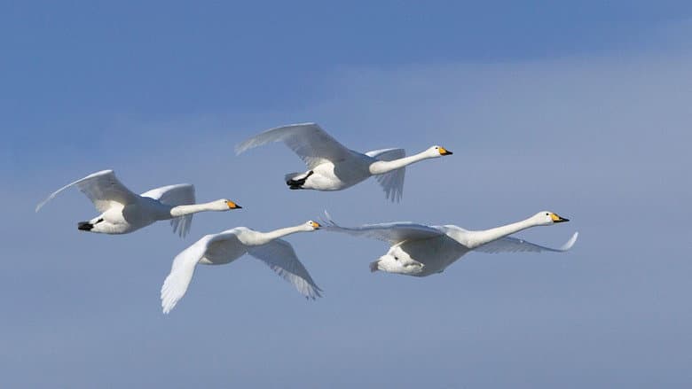 Zugvögel - Ein Jahr vergeht im Flug still