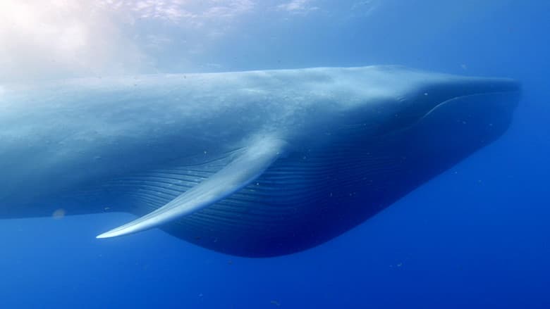 Ocean Giants still