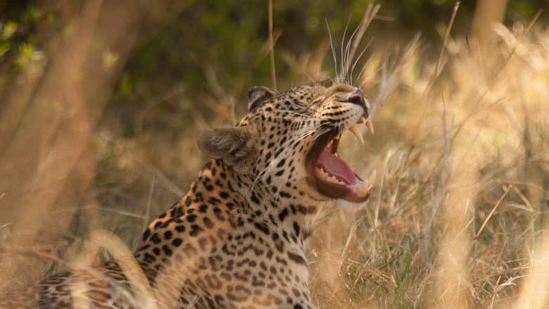 Diary of a Teen Leopard still