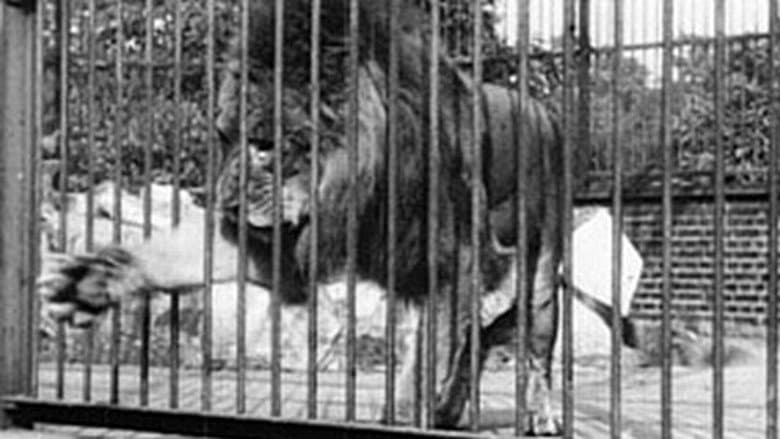 Lion, London Zoological Gardens still