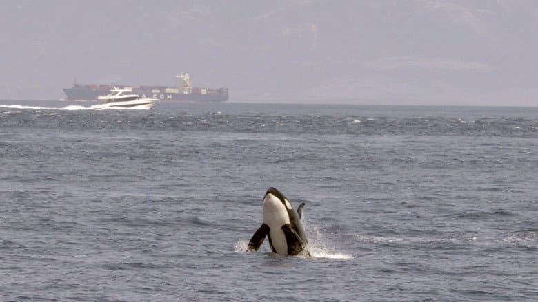 Watch Out for Orcas! Danger Off Gibraltar? still