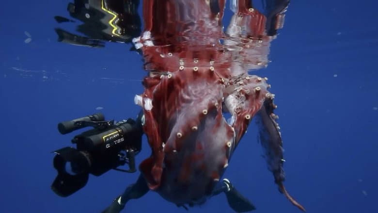 Hunt For The Giant Squid still