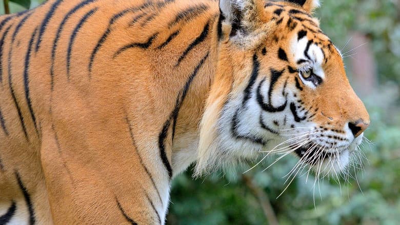 Siberian Tiger, The Secret Kingdom still