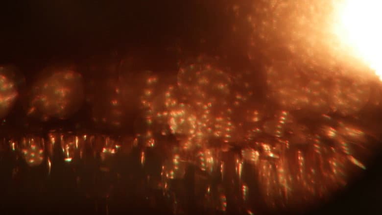 Dreamality still