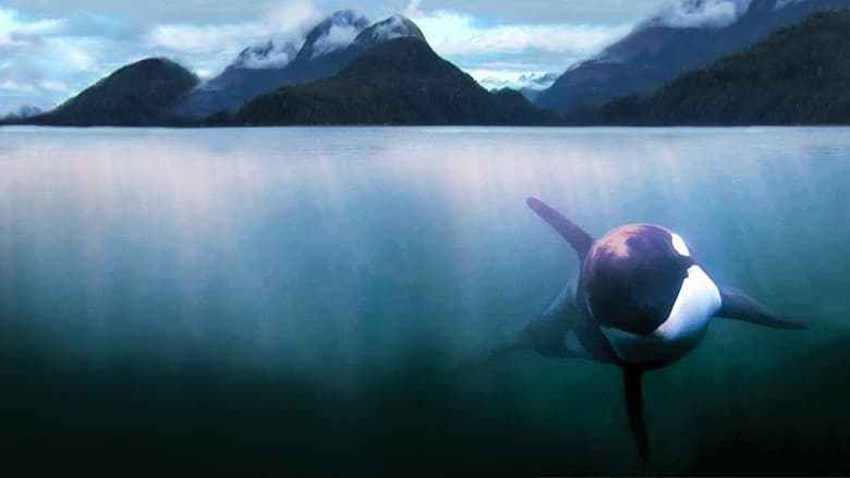 The Whale still