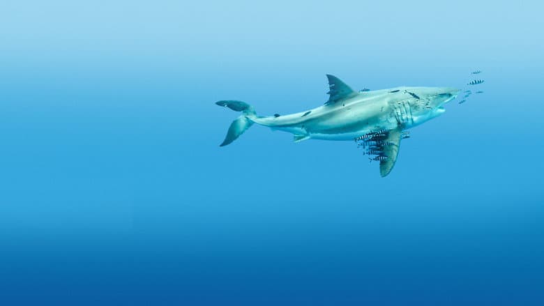 Most Wanted Sharks still