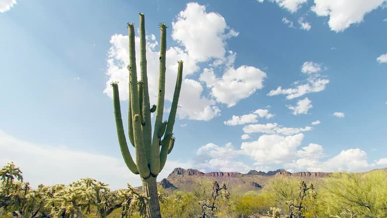Cactus Hotel still