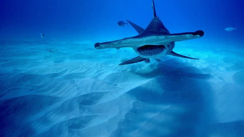 Shark Superpower still