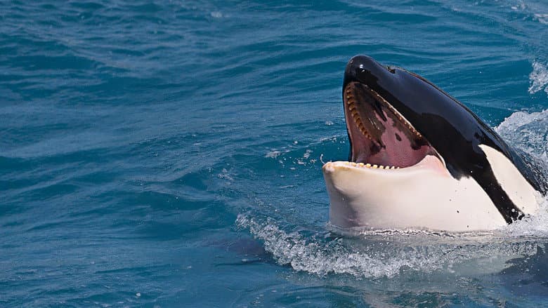 Killer Shark Vs. Killer Whale still