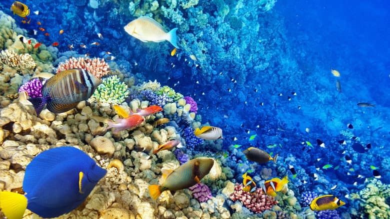 Secrets of the Great Barrier Reef still