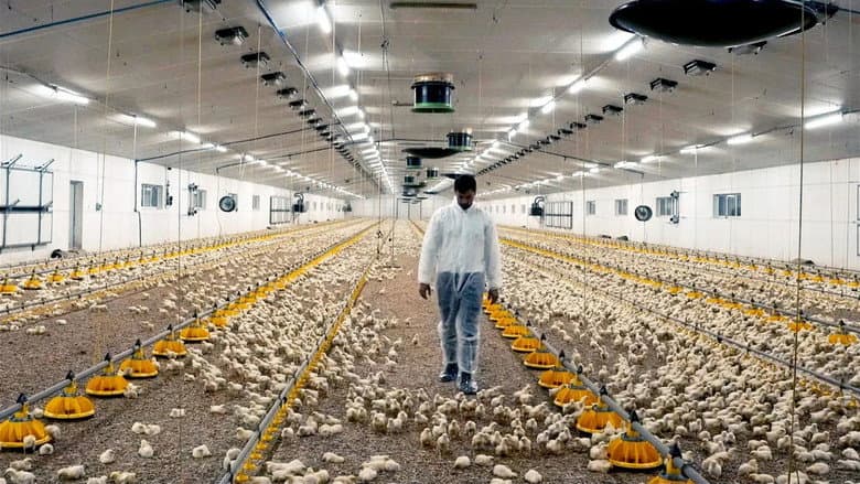 Production Line Animals still