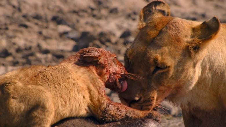 Birth of a Pride still