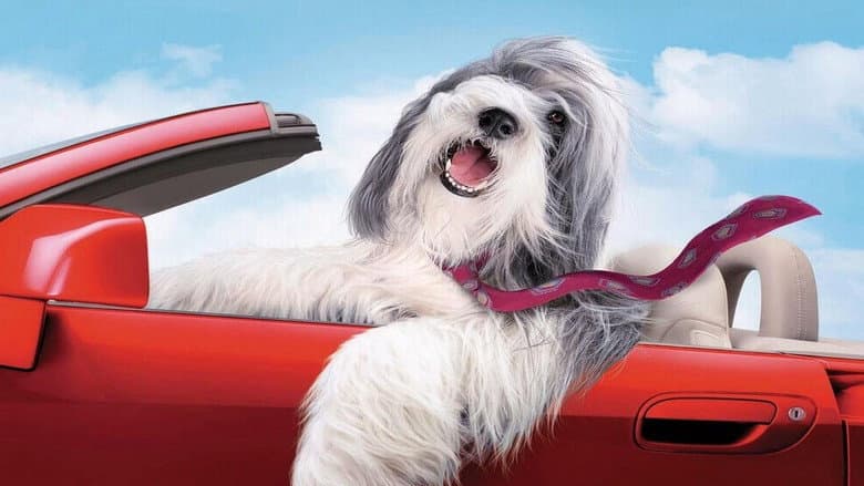 The Shaggy Dog still