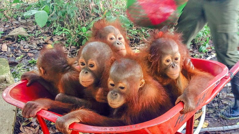 Operation Orangutan still