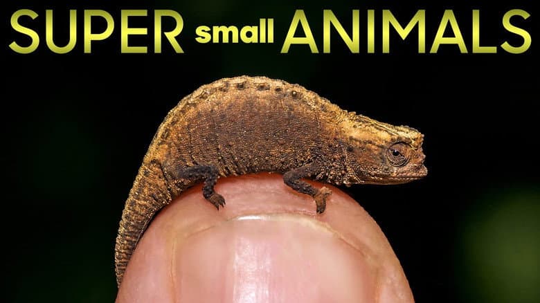 Super Small Animals still
